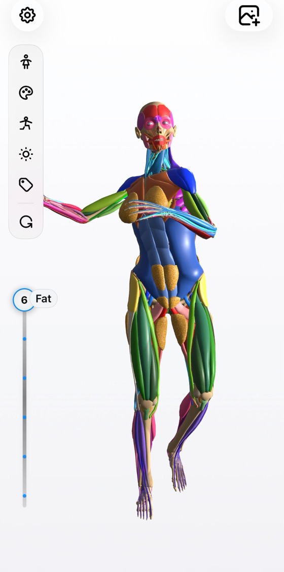 Art Anatomy peeling the 3D figure from skin down to the skeleton, layer by layer