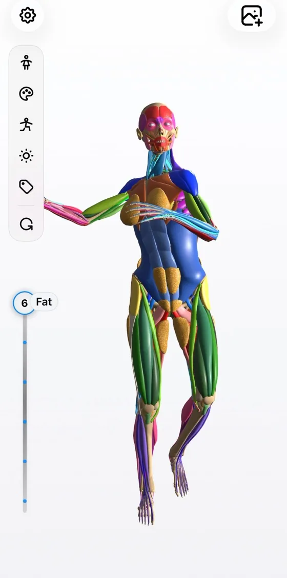 Art Anatomy peeling the 3D figure from skin down to the skeleton, layer by layer