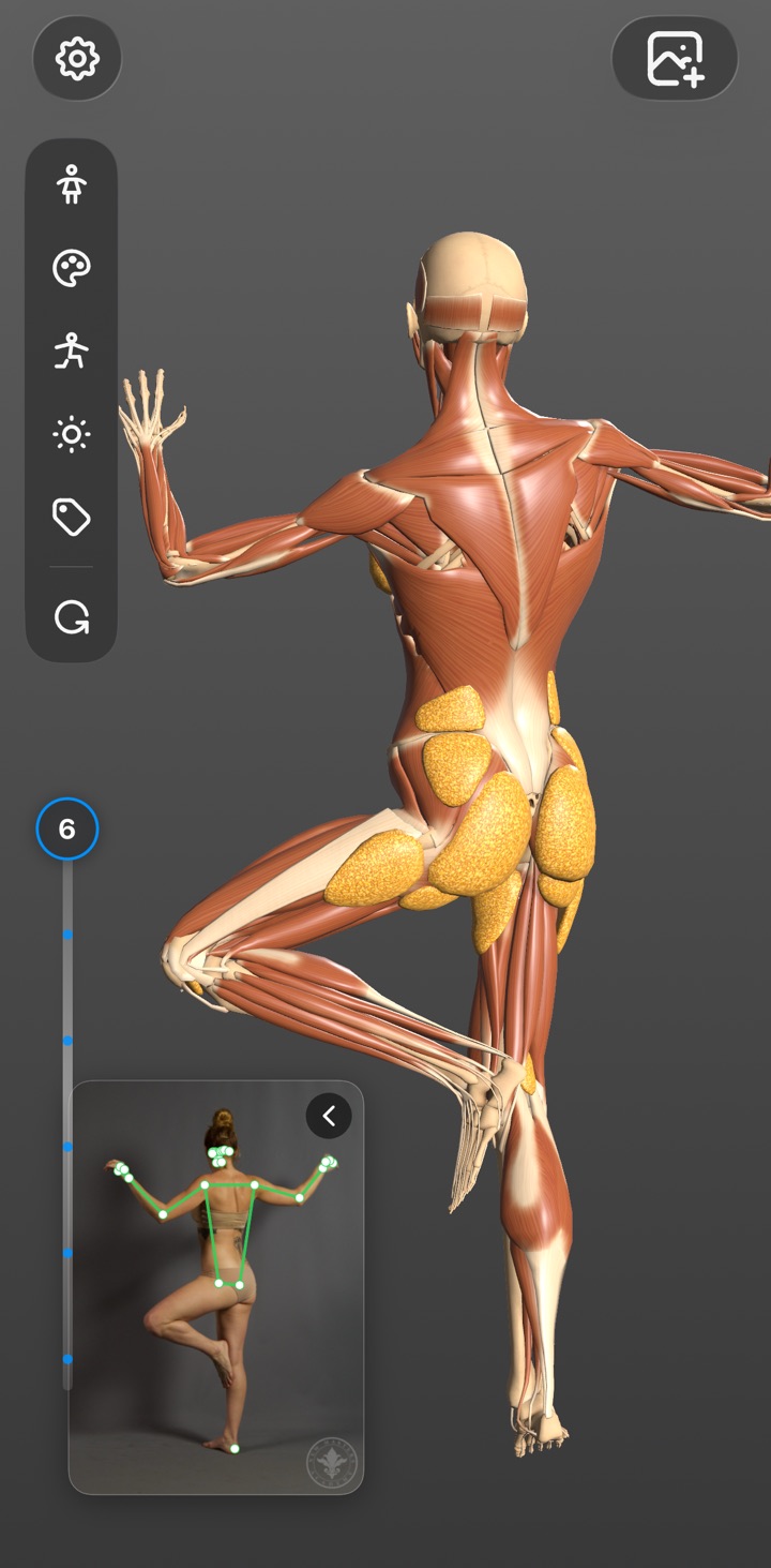 Art Anatomy matching a reference photo of a dancer to a 3D écorché figure in the same pose