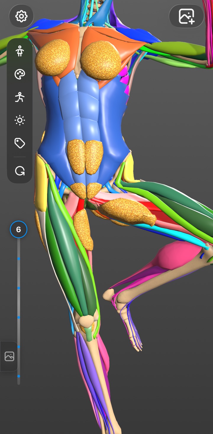Color-coded muscle layers on the 3D figure with the layer slider