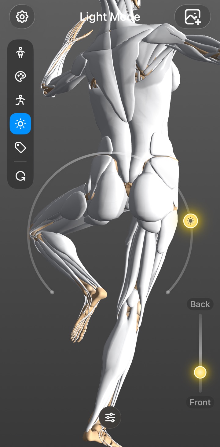 The écorché figure lit by the movable studio light, an Art Anatomy Plus feature