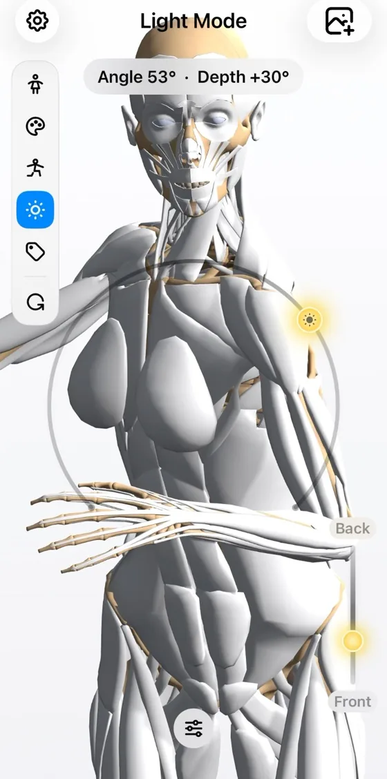 Studio lighting moving across the 3D anatomy figure to reveal different planes of the form